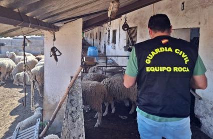 Robo de ganado