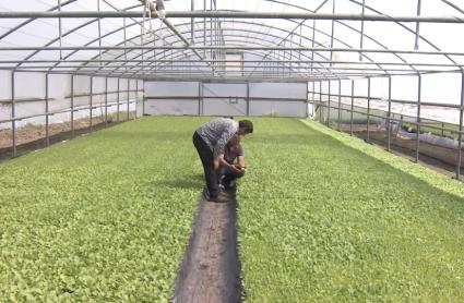La subida en el precio que se paga al agricultor lo convierte en un cultivo más atractivo