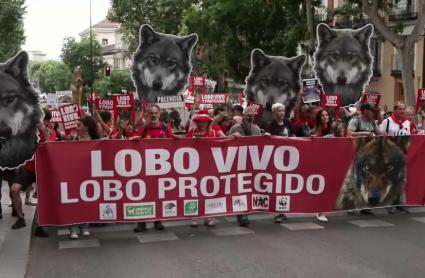 Asociaciones extremeñas alzan la voz en defensa del lobo ibérico
