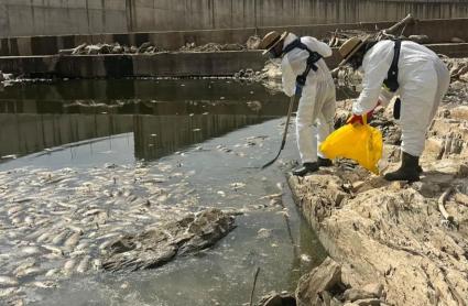 La CHG retira peces muertos aguas abajo del embalse de Los Molinos de Matachel