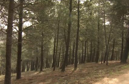 El PP apoya una propuesta del PSOE que pide dar continuidad a la tramitación de la planta transformadora de resina en Gata