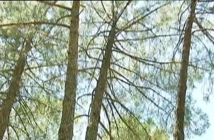 SEO/Birdlife remite al Seprona información de posibles irregularidades en talas forestales en el Árrago