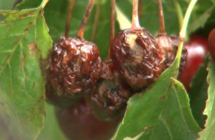 Apag Extremadura Asaja exige celeridad en el pago de las ayudas por los daños en lengua azul y en la cereza