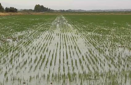 Cooperativas Agro-alimentarias reclama medidas urgentes al Ministerio para salvar el cultivo del arroz