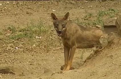 El Gobierno convoca mañana a las CCAA a una Comisión Sectorial para aprobar el censo del lobo