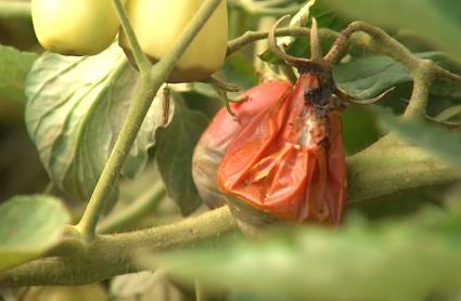 Los agricultores intensifican los tratamientos contra los hongos del tomate