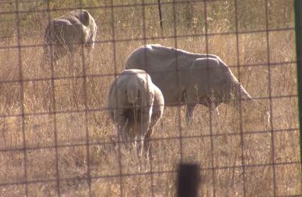 Detectado un nuevo foco de lengua azul en la localidad cacereña de Arroyomolinos