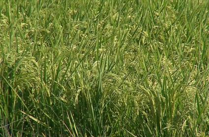 La Junta inicia este lunes el tratamiento fitosanitario para el control de la pudenta del arroz