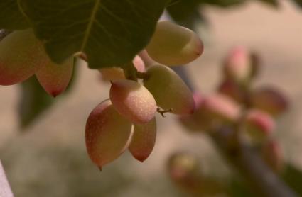 Producción de pistacho en Extremadura