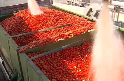 Producción de tomate en Extremadura