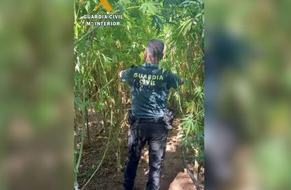 Intervención de la Guardia Civil contra la marihuana