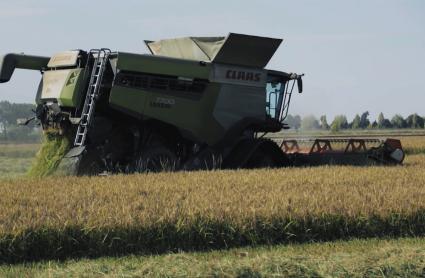 Máquina cosechando arroz