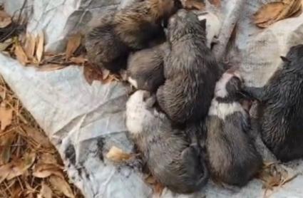 Ocho cachorros recién nacidos son rescatados por la Guardia Civil tras ser abandonados en el cauce de un río