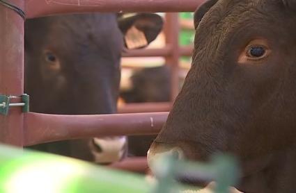 Ganado bovino en una feria
