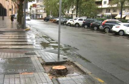 Ya hay consecuencias del paso de la borrasca por Extremadura: árboles caídos en localidades de la región, como en Badajoz