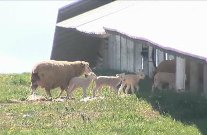 Ovejas entre paneles solares