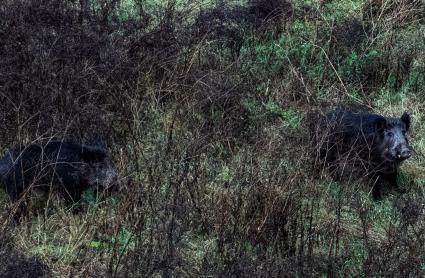 Dos jabalíes por el cauce del Río Ter, cerca del Hospital Trueta, a 27 de diciembre de 2025, en Girona