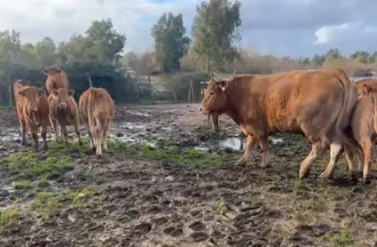 Vacas atrapadas por las intensas lluvias de las últimas semanas