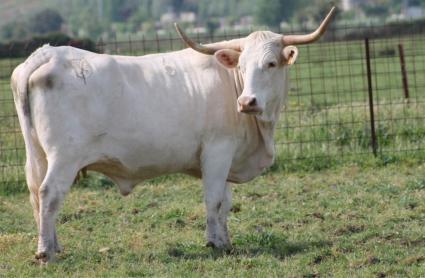 Vaca blanca cacereña