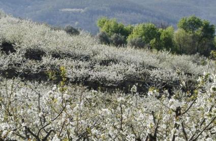 Cerezos en flor en el Valle del Jerte