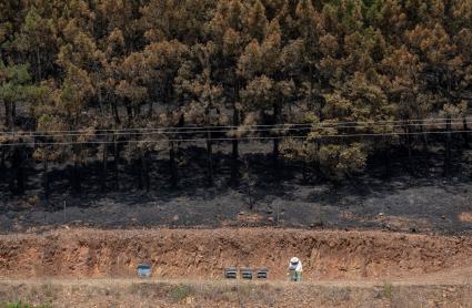 Un apicultor trabaja en paneles de abejas delante de una zona calcinada por el incendio forestal