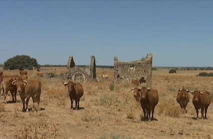 vacas en el campo