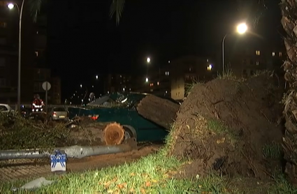 Árboles caídos sobre coches  por el temporal en Badajoz