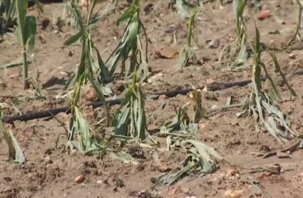 Daños provocados por las tormentas en las Vegas Bajas del Guadiana.