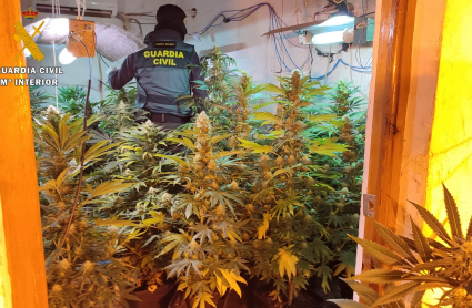 Invernadero interior de marihuana desmantelado en la operación policial