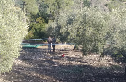 Olivar donde fue encontrada la víctima, en el Paraje 'La Porrilla'