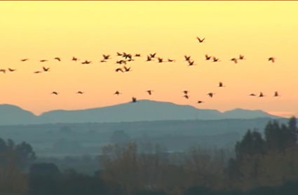 Grullas sobrevolando Extremadura