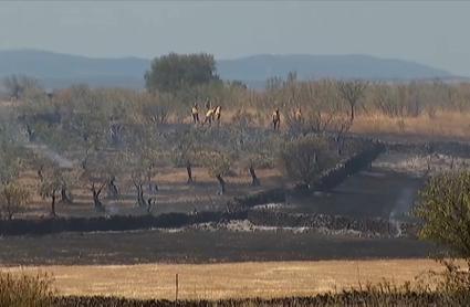 Terreno seco parcialmente quemado con bomberos forestales trabajando