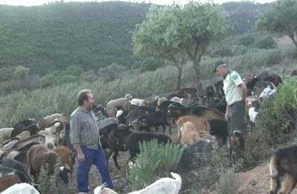 Cabras antiincendios