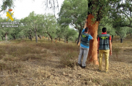 Sustracción de corcho en Jerez de los Caballeros