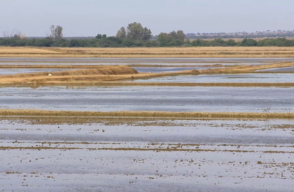 Campaña del arroz en Extremadura