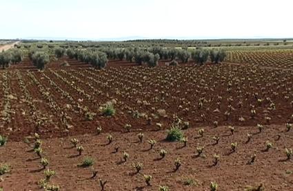 Regadío de Tierra de Barros