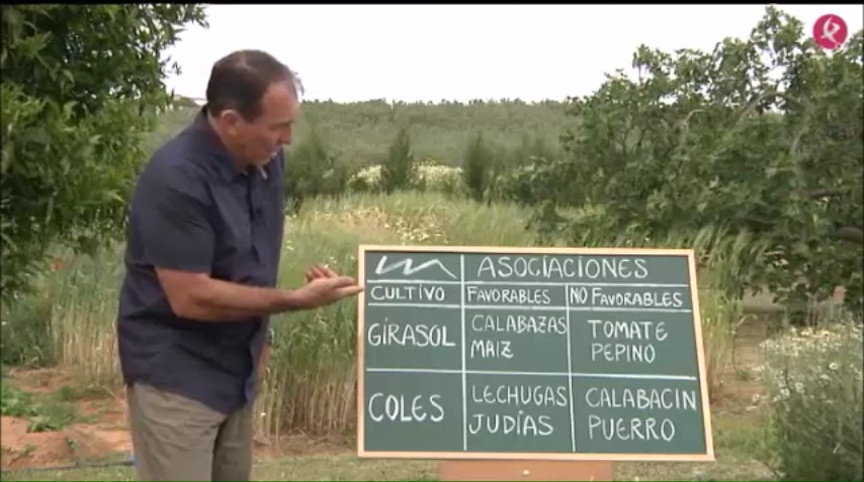 Asociaciones favorables y desfavorables del girasol y las coles en mayo |  Canal Extremadura