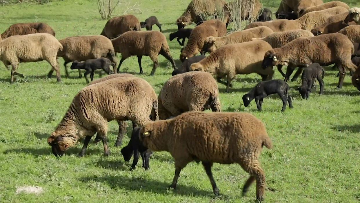 La oveja merina negra, un tesoro en pleno Parque Natural de Cornalvo ...