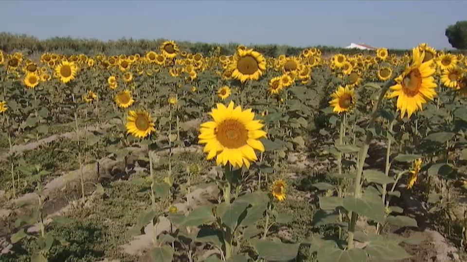 El boom del cultivo del girasol tendrá que esperar en Extremadura | Canal  Extremadura