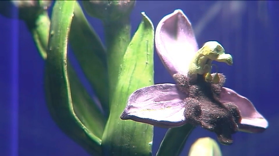 La orquídea de Almaraz: única en el mundo y en peligro de extinción | Canal  Extremadura