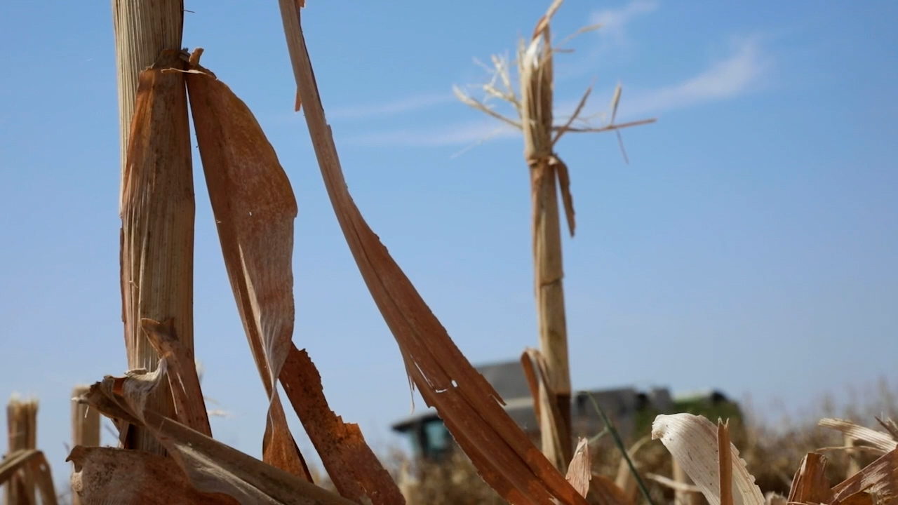 La Sequía Marca La Campaña De Maíz Menos Producción Aunque De Buena Calidad Canal Extremadura 4854