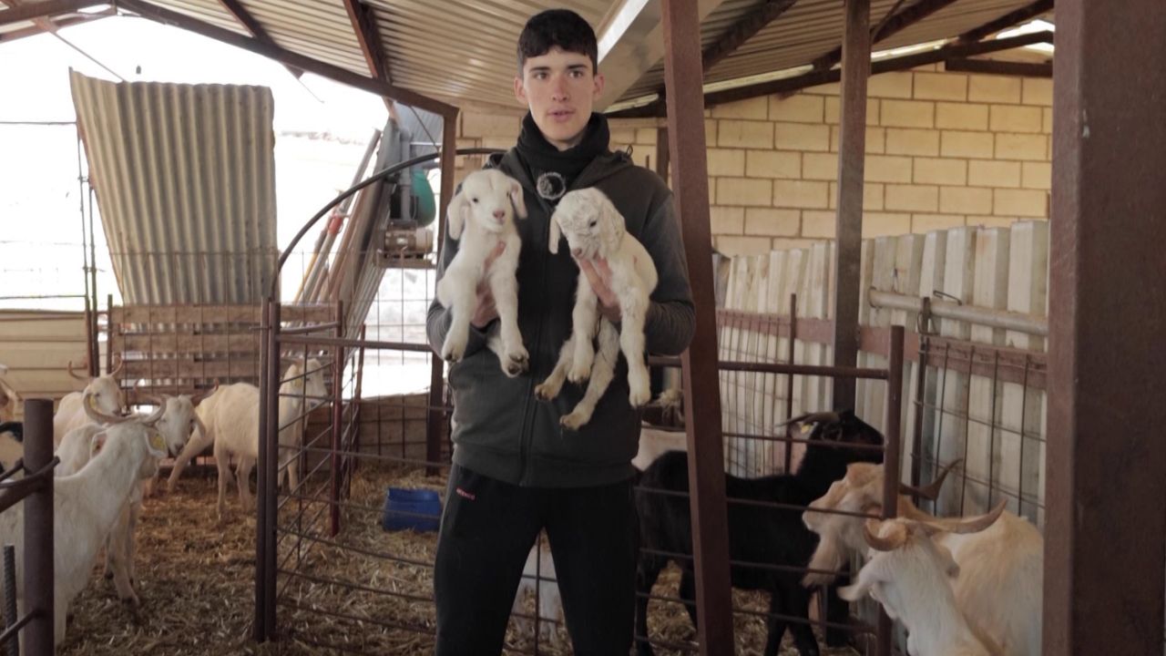 Las diferencias entre un chivo celtibérico puro y uno cruzado | Canal ...