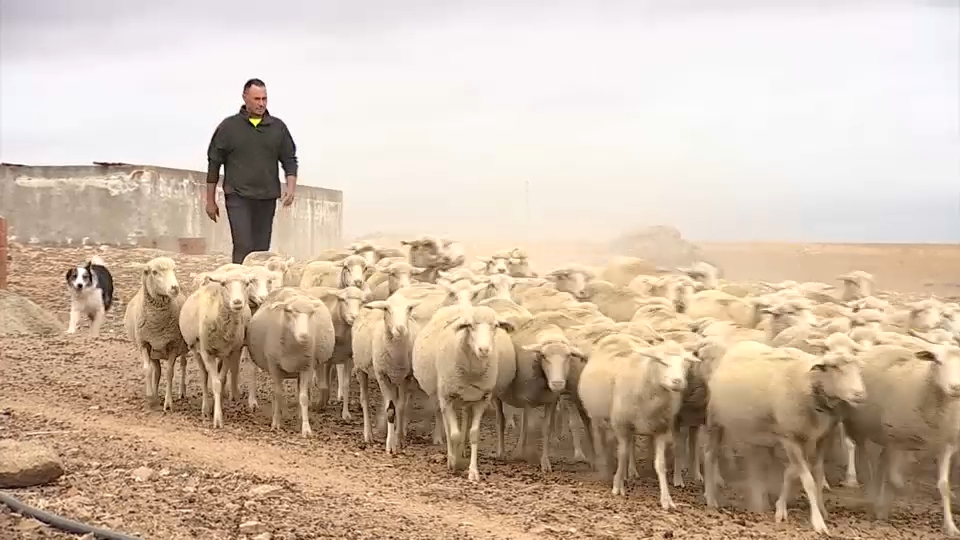  APAG Extremadura ASAJA y ASAJA Cáceres reclaman ayudas frente a la lengua azul