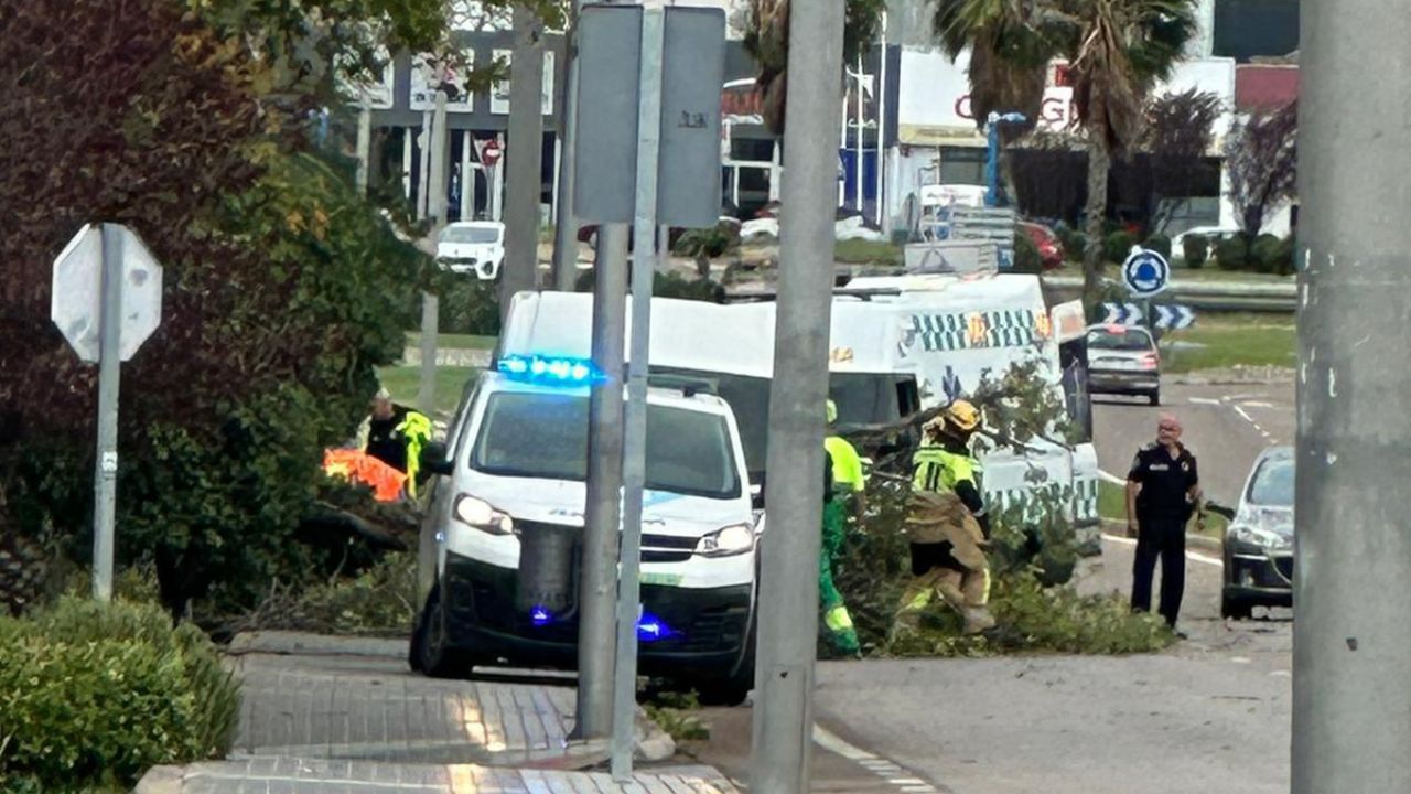 Caída de un árbol en Mérida