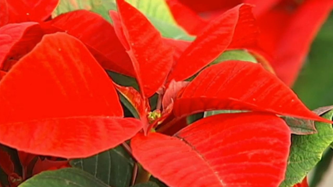 Flor de Pascua