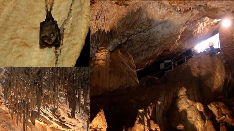 Murciélago y estalactitas en las Cuevas de Fuentes de León ubicadas en las estribaciones de Sierra Morena.