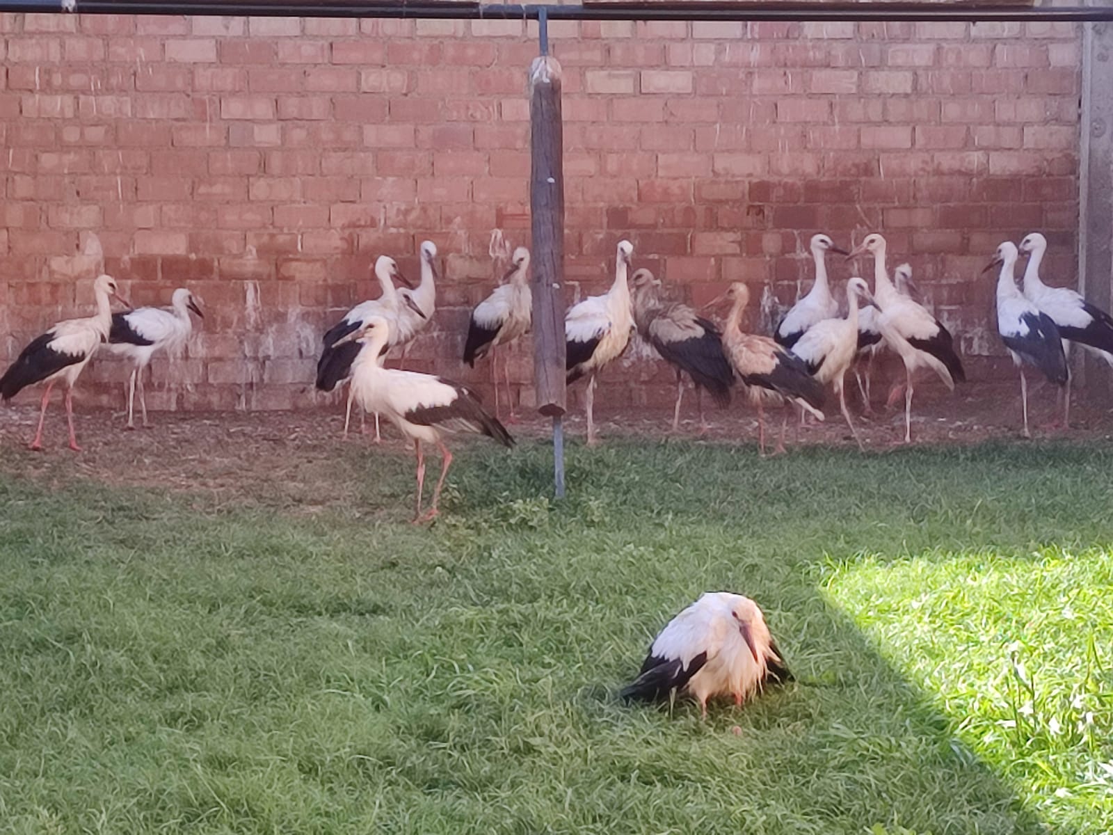 El pollo de cigüeña, en el centro de recuperación de fauna salvaje de AMUS