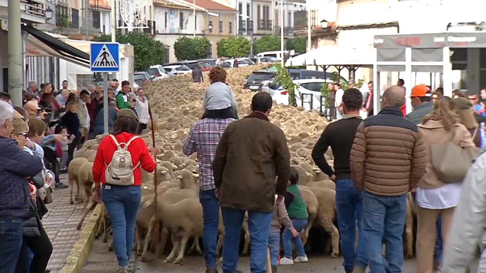 Las ovejas 'toman' Medellín para reivindicar la trashumancia