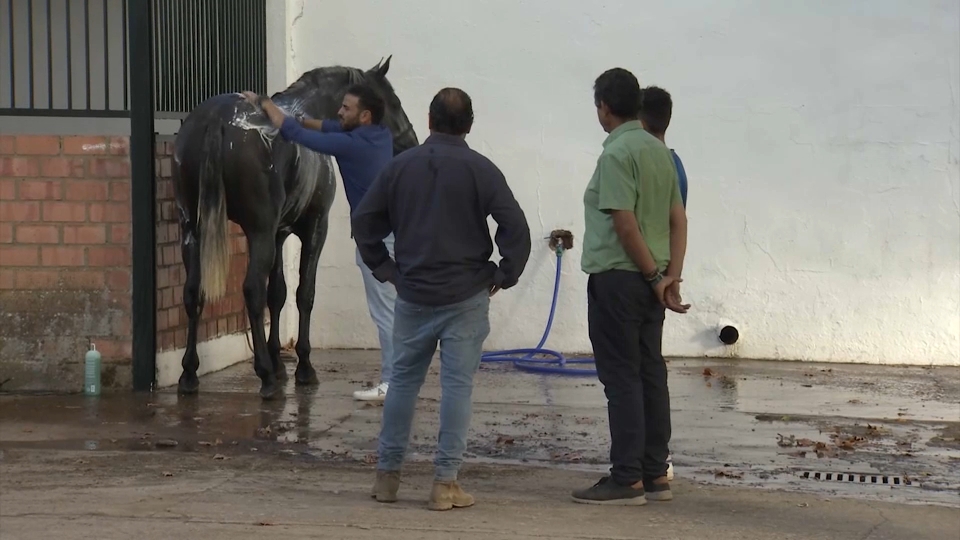 Feria Ganadera de Zafra