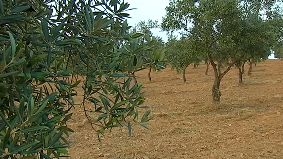 UPA-UCE Extremadura pide a las cooperativas que no vendan aceite de oliva por debajo de los costes de producción